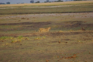 Safari de día completo en Chobe y crucero en barco