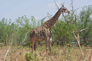 Safari de día completo en Chobe y crucero en barco