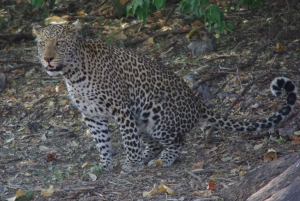 Safari de día completo en Chobe y crucero en barco