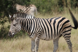 Safari de día completo en Chobe y crucero en barco