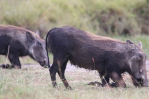 Safari de día completo en Chobe y crucero en barco