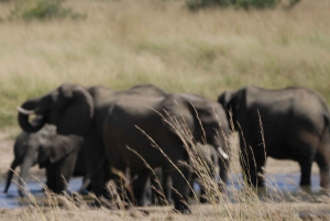 Safari de día completo en Chobe y crucero en barco