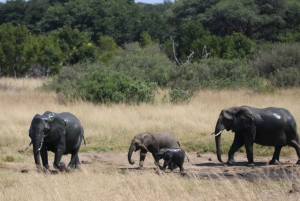Safari de día completo en Chobe y crucero en barco