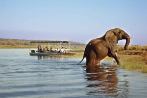 Chobe Full Day Safari and Boma Dinner from Victoria Falls