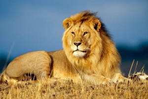 Chobe heldagssafari från Livingstone