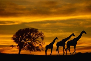 Chobe heldagssafari från Livingstone