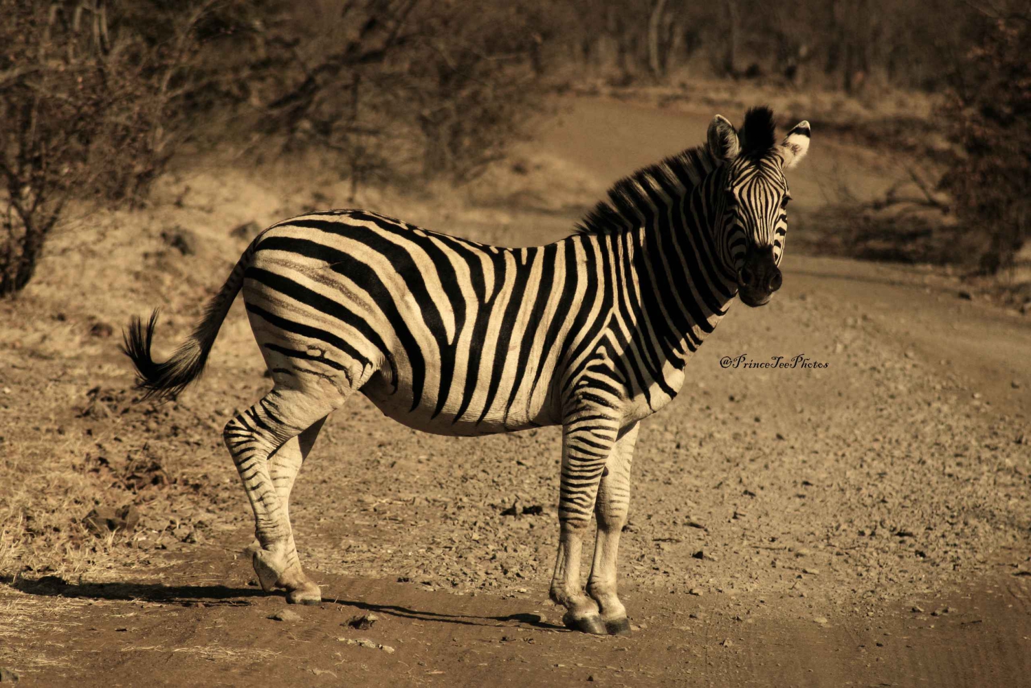 Safari de 1 dia no Chobe com excursão ao nascer do sol nas cataratas de Victoria Combo