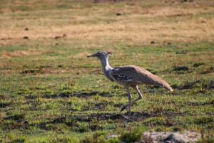 Chobe Full day Safari with Victoria falls Sunrise Tour Combo