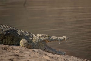 Chobe Full day Safari with Victoria falls Sunrise Tour Combo