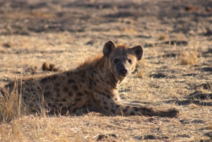 Safari de 1 dia no Chobe com excursão ao nascer do sol nas cataratas de Victoria Combo