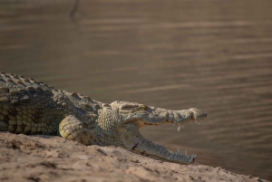 Safari de 1 dia no Chobe com excursão ao nascer do sol nas cataratas de Victoria Combo