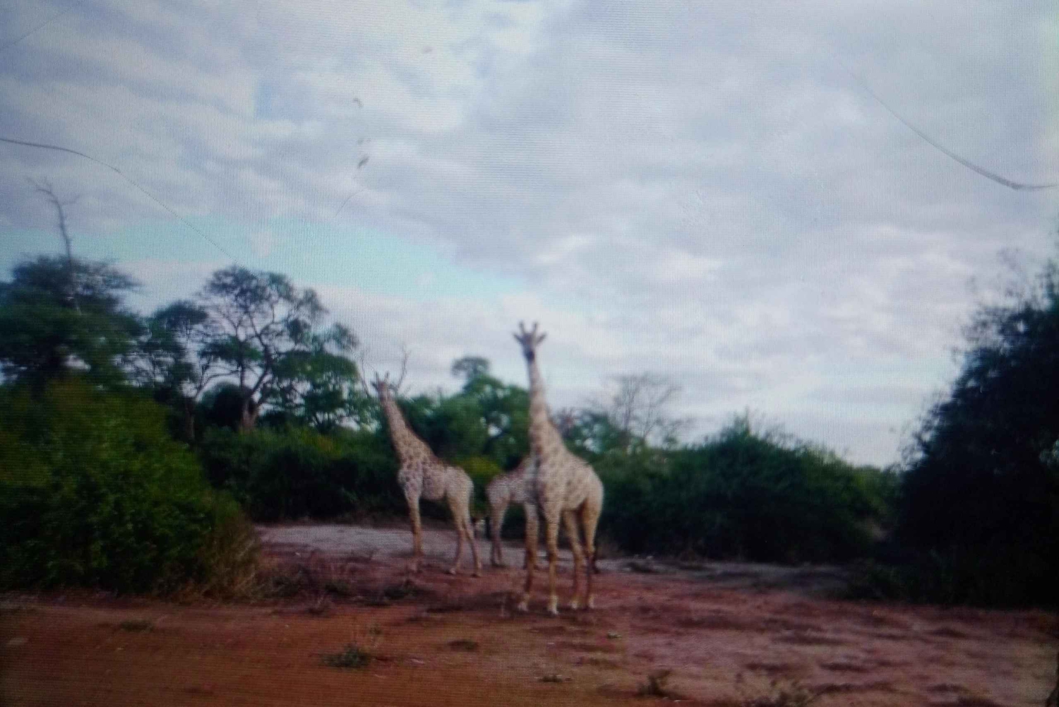 Escursione di mezza giornata a Chobe dalle Cascate Vittoria