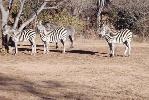 Chobe Half Day Trip from Victoria Falls