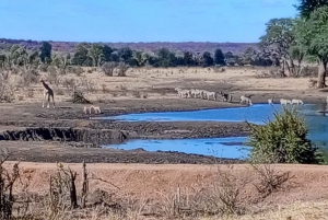 Escursione di mezza giornata a Chobe dalle Cascate Vittoria