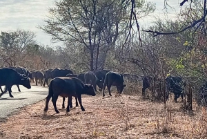 Escursione di mezza giornata a Chobe dalle Cascate Vittoria