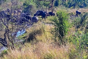 Escursione di mezza giornata a Chobe dalle Cascate Vittoria
