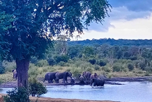 Escursione di mezza giornata a Chobe dalle Cascate Vittoria