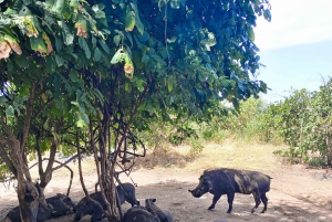 Escursione di mezza giornata a Chobe dalle Cascate Vittoria