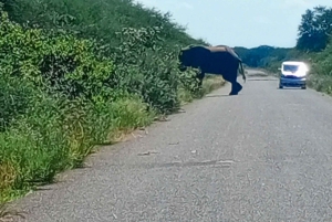 Escursione di mezza giornata a Chobe dalle Cascate Vittoria