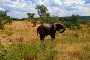 Escursione di mezza giornata a Chobe dalle Cascate Vittoria