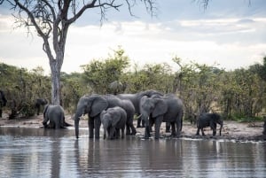 Chobe National Park: Day Trip with River Cruise