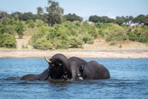 Chobe National Park: Day Trip with River Cruise