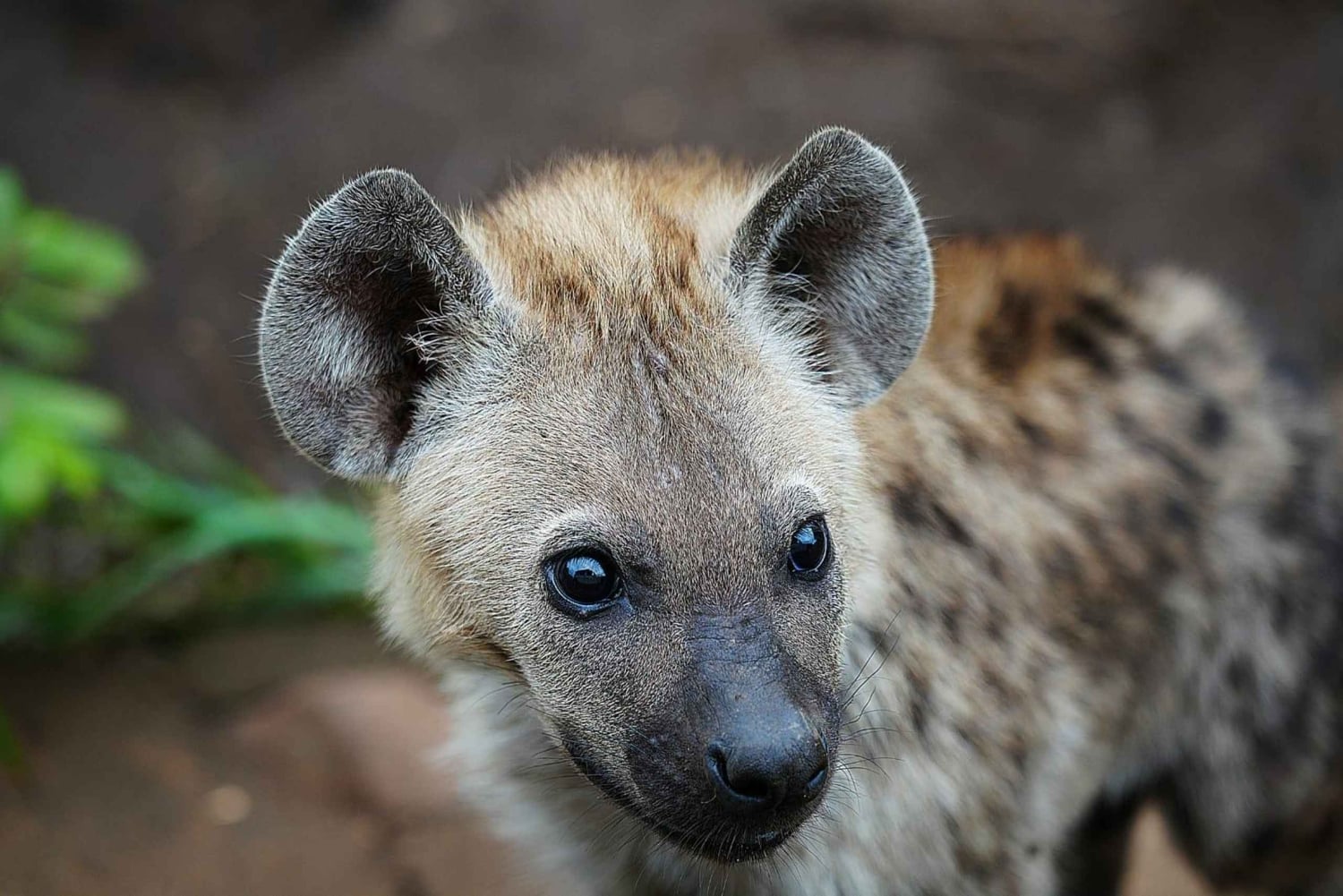 Chobe National Park Express Land Safari + Pickup