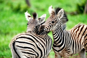 Chobe National Park Express Land Safari + Pickup