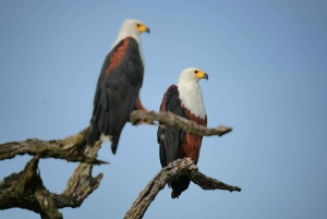 Chobe National Park Express Land Safari + Pickup