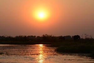 Escursione privata a Chobe Un'esperienza safari di lusso