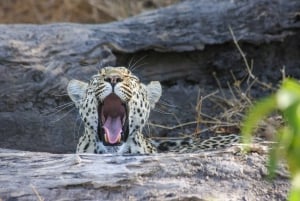 Escursione privata a Chobe Un'esperienza safari di lusso