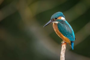 Escursione privata a Chobe Un'esperienza safari di lusso