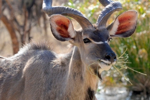 Escursione privata a Chobe Un'esperienza safari di lusso