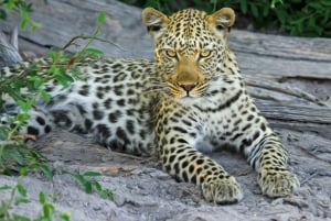 Escursione privata a Chobe Un'esperienza safari di lusso