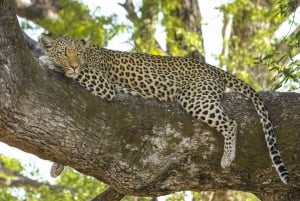 Escursione privata a Chobe Un'esperienza safari di lusso