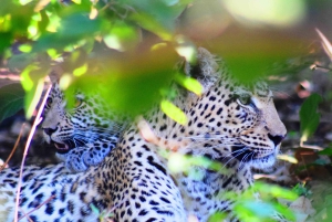 Escursione privata a Chobe Un'esperienza safari di lusso
