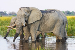 Escursione privata a Chobe Un'esperienza safari di lusso