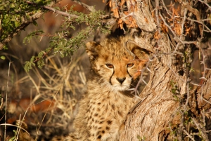 Escursione privata a Chobe Un'esperienza safari di lusso