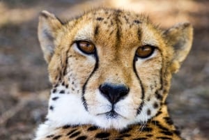 Escursione privata a Chobe Un'esperienza safari di lusso