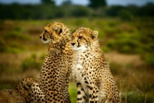 Escursione privata a Chobe Un'esperienza safari di lusso