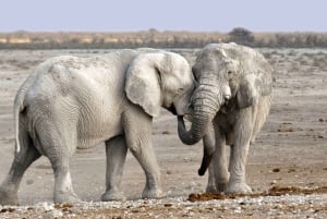 Escursione privata a Chobe Un'esperienza safari di lusso