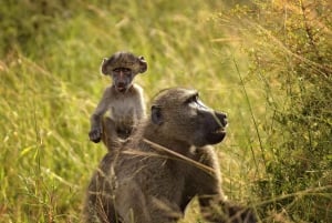 Escursione privata a Chobe Un'esperienza safari di lusso