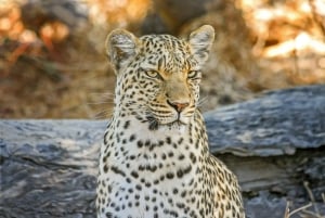 Escursione privata a Chobe Un'esperienza safari di lusso