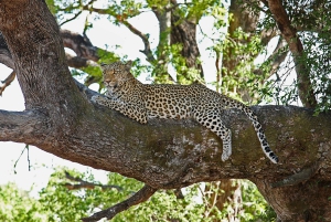 Escursione privata a Chobe Un'esperienza safari di lusso