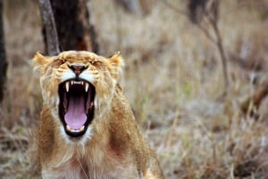Escursione privata a Chobe Un'esperienza safari di lusso