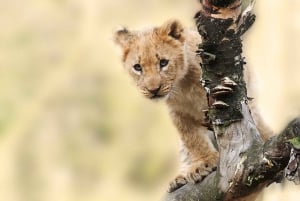 Escursione privata a Chobe Un'esperienza safari di lusso