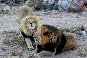Escursione privata a Chobe Un'esperienza safari di lusso