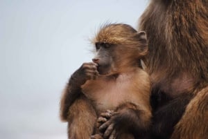 Escursione privata a Chobe Un'esperienza safari di lusso