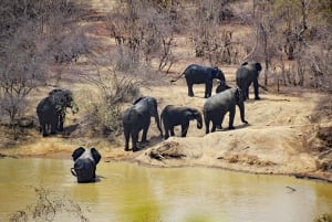 Escursione privata a Chobe Un'esperienza safari di lusso