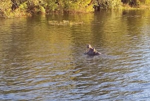 Day Trip from Victoria Falls: Chobe NP Land and River Safari